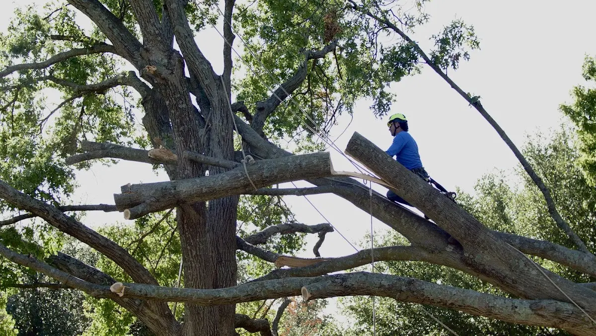 Professional Crown Thinning performed by certified arborists in Douds