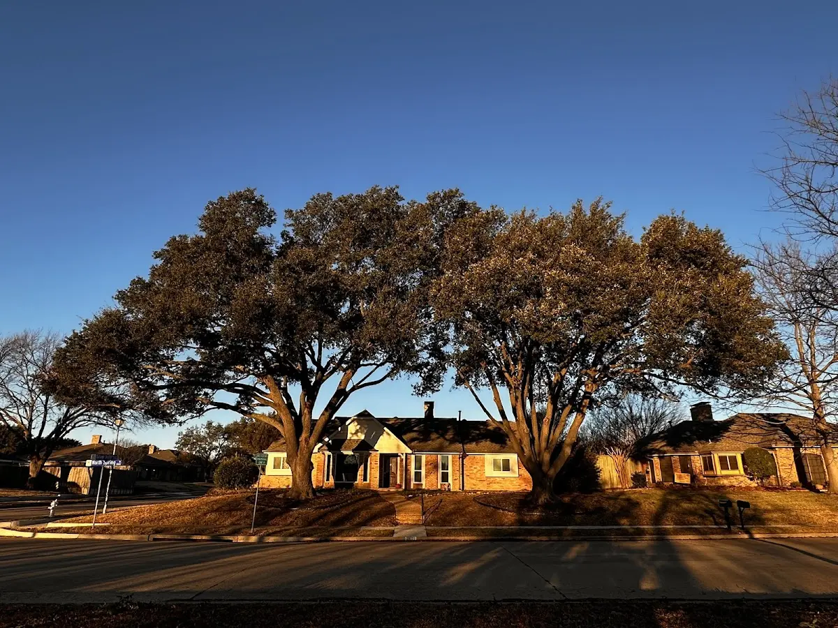 Established residential canopy tree shading a home in Douds